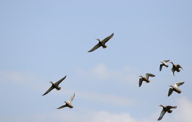 В Днепропетровске перелетные гуси принесли весну
