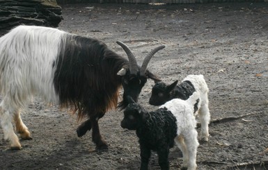 В Киеве родились чудо-козы