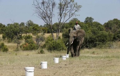 Не собаками едиными: в ЮАР появились слоны-ищейки