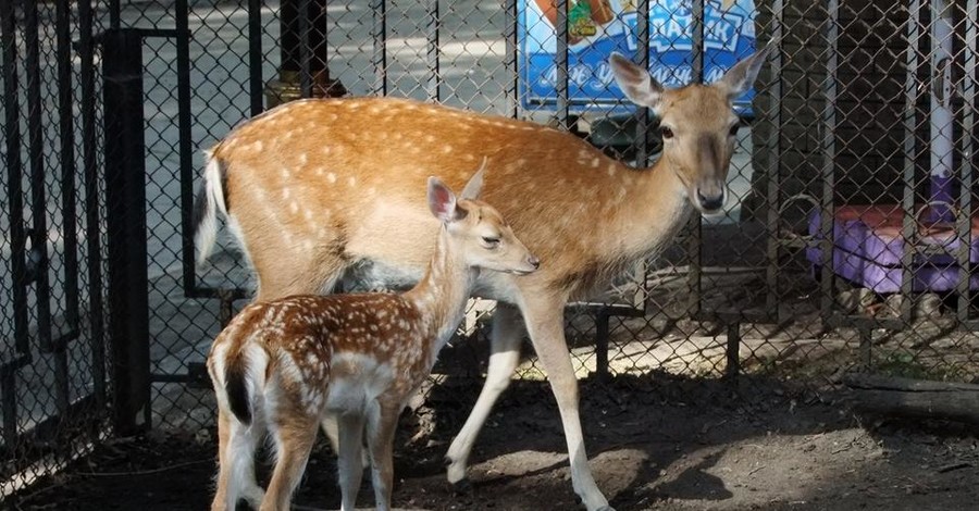 Сбежавшие из зоопарка лани вывели потомство в городском парке Мариуполя