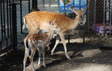 Сбежавшие из зоопарка лани вывели потомство в городском парке Мариуполя