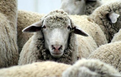 На Ровенщине поезд врезался в стадо овец-самоубийц