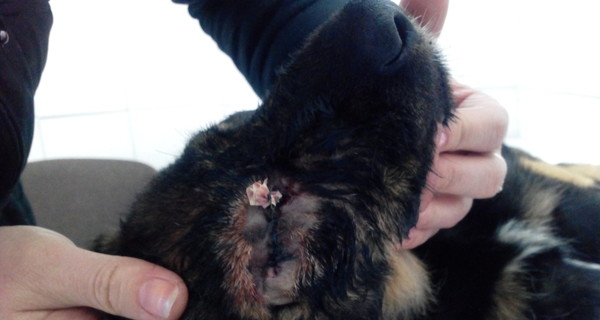 В Днепропетровске мужчина из окна многоэтажки расстрелял шестерых щенков