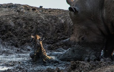 Африканский носорог помог выбраться из смертельной западни детенышу зебры