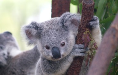 В Австралии усыпили 700 коал