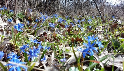 Настоящая весна: на Хортице распустились первоцветы 