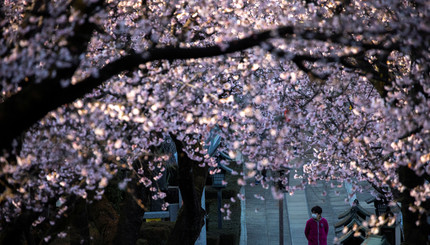 Цветение сакур в Японии