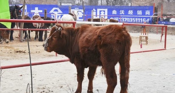 В Китае родился теленок-мутант с шестью копытами