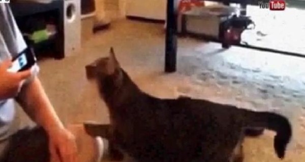 В США кот напал на хозяйку, заговорившую с ним 