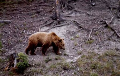 В Карпатах два друга избили медведя