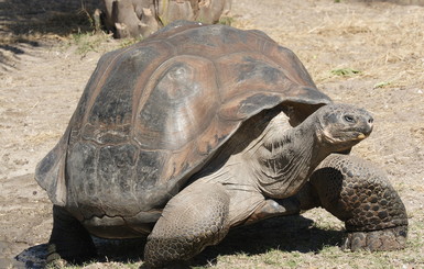 На Пинсоне впервые за столетие родились новые гигантские галапагосские черепахи
