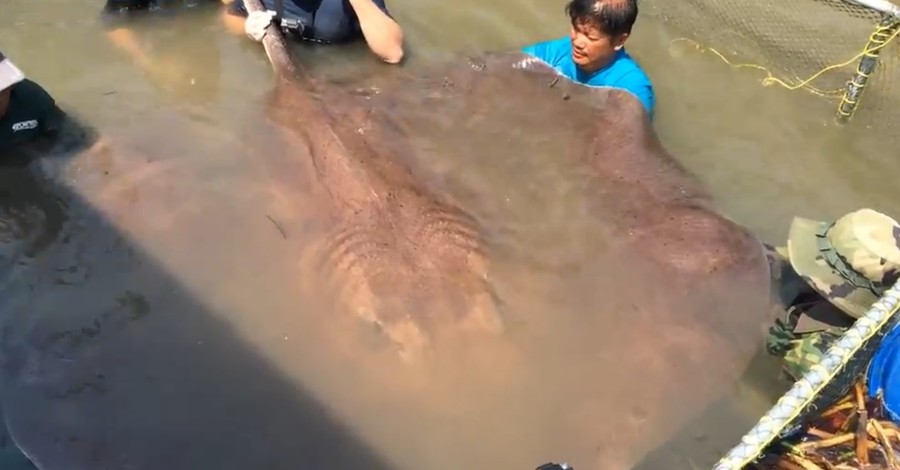 В Таиланде пойман самый большой в мире скат