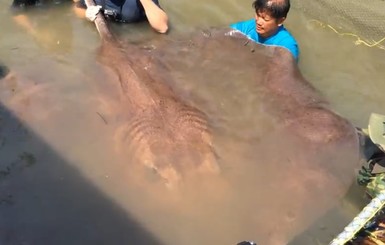 В Таиланде пойман самый большой в мире скат