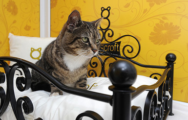 В Англии откроется пятизвездочный кошачий отель