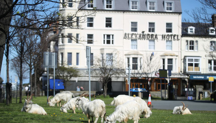 Дикие горные козлы оккупировали опустевшие из-за карантина улицы Уэльса