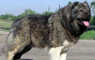 В Одесской области пес пожертвовал собой, чтобы спасти хозяйку от взрыва