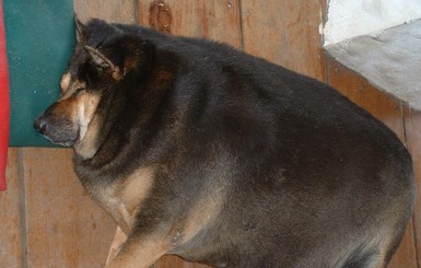 Пятничное позитивное видео: Три самые ленивые в мире собаки