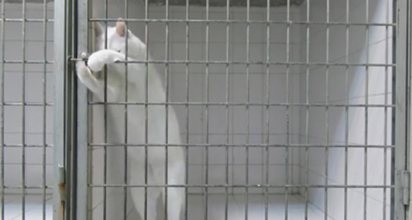 Звездой интернета стал кот, который умеет выбираться из клетки