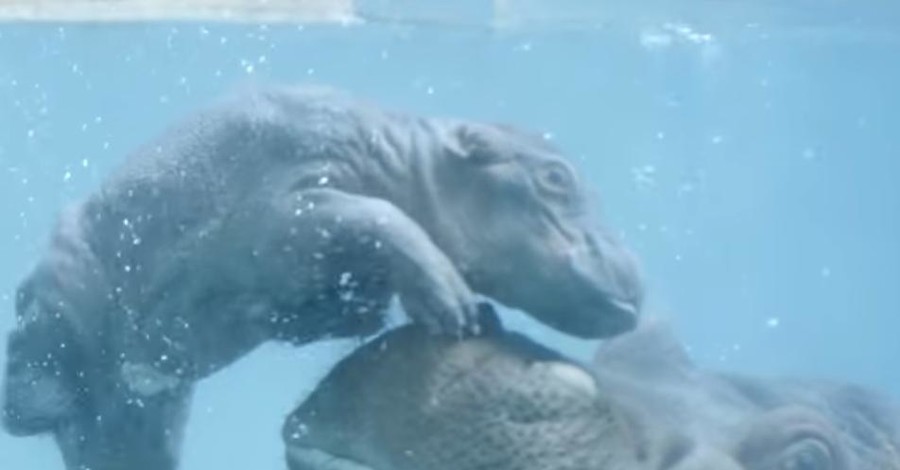 В зоопарке Сан-Диего мама новорожденного малыша гиппопотама устроила ему 