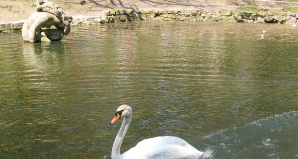 Во Львове лебеди вернулись на озеро в Стрыйском парке