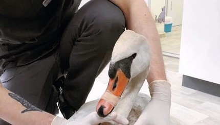 Подстреленного лебедя из Каменского, планируют лечить в Межигорье