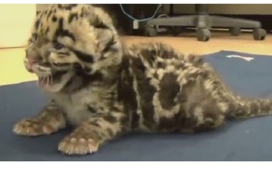 Новорожденный дымчатый леопард покорил Фейсбук своим 