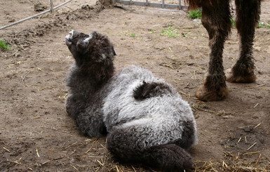В одесском зоопарке новорожденный верблюжонок не похож ни на папу, ни на маму
