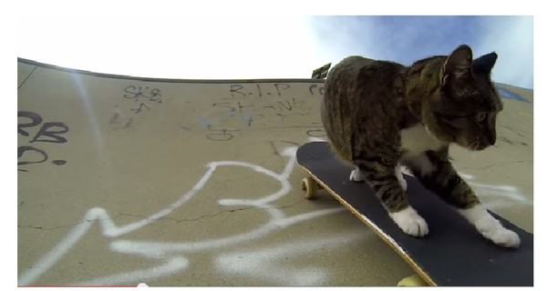 Кот показывает класс на скейтборде