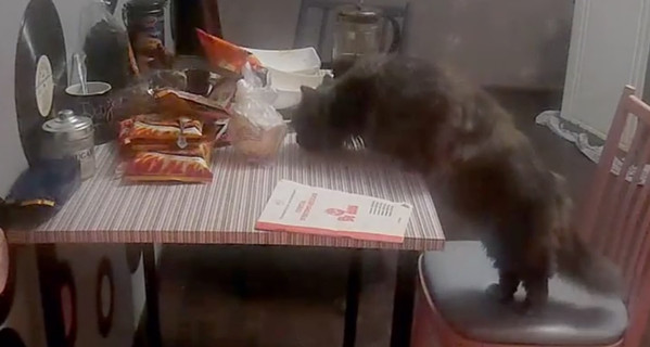 Кот-нахал украл еду со стола на глазах у хозяина   