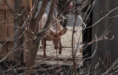В Харьковскую область привезли полсотни пятнистых оленей