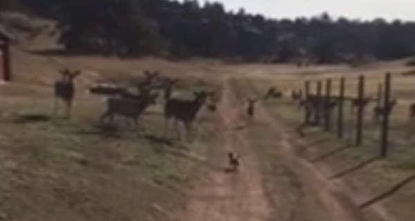 Забавный ролик: маленькая собачка разогнала большую стаю оленей