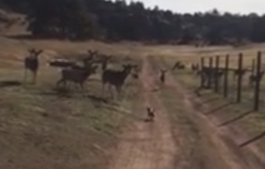 Забавный ролик: маленькая собачка разогнала большую стаю оленей