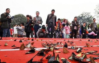В Китае дети уничтожили тысячи живых бабочек во время шоу