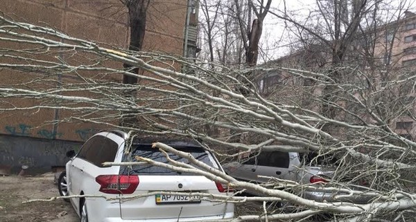 Ураган в Запорожье: поваленные деревья, дома без света и расплющенные машины