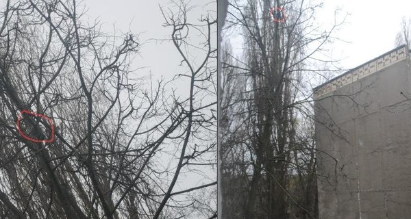 В Днепродзержинске, чтобы спасти кошку, спилили дерево