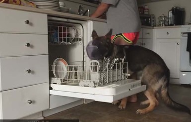 Пользователей интернета покорила овчарка, которая помогает мыть посуду
