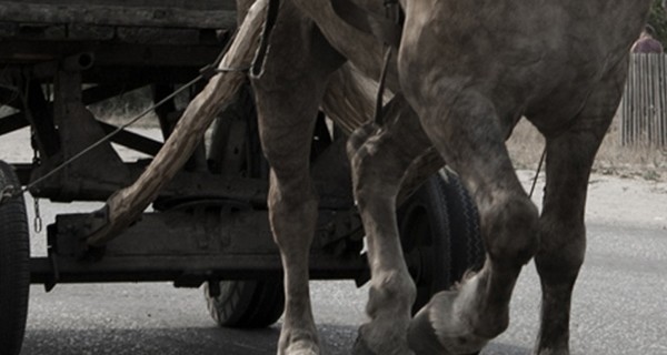Белорусские гаишники устроили погоню за конной повозкой