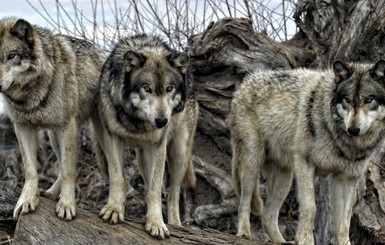 В Одессу бегут волки из зоны АТО?