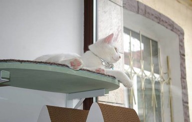 В Москве открыли кошачье кафе