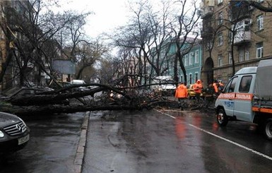 Из-за погоды в Одессе попадали деревья, а в области больше 30 населенных пунктов остались без света