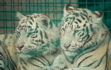 В Харьков привезли белых бенгальских тигров