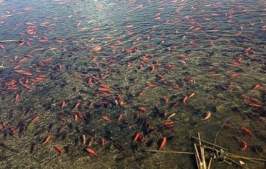 В США озеро оккупировали тысячи золотых рыбок