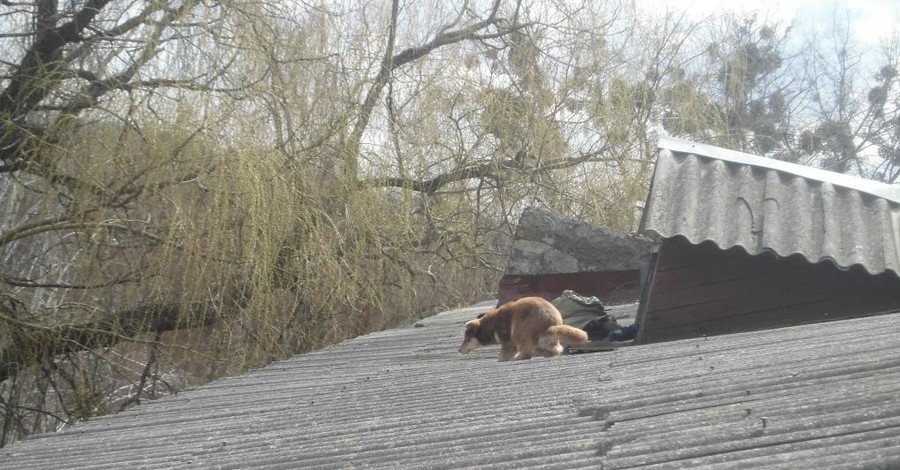 В Киевской области спасли собак, которые три дня просидели на крыше здания