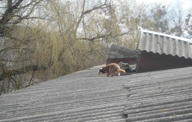 В Киевской области спасли собак, которые три дня просидели на крыше здания