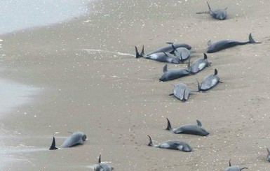 В Японии выбросились на берег 150 дельфинов