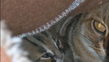В Великобритании родилась пара самых маленьких диких кошек на планете