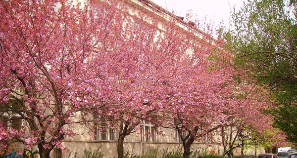 В Ужгороде расцвела сакура