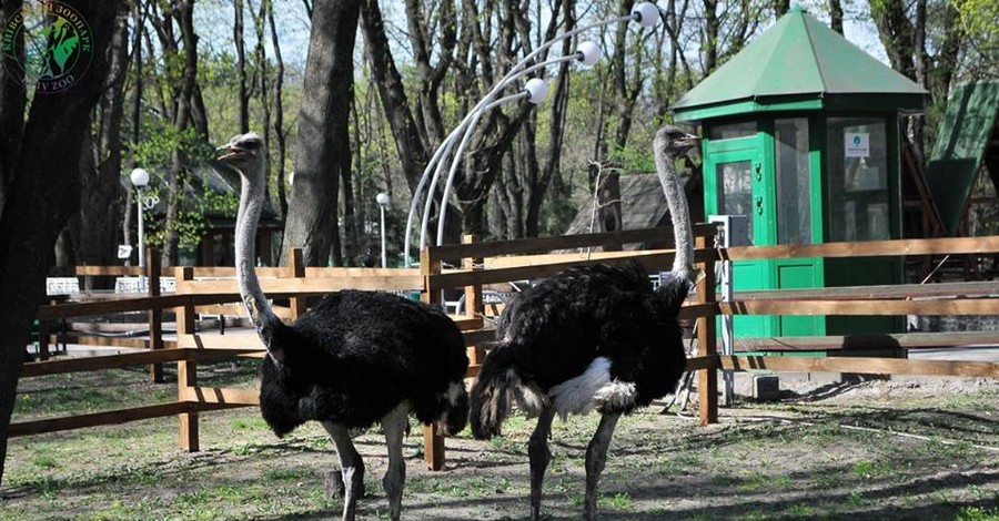 В киевский зоопарк привезли самых больших птиц в мире 