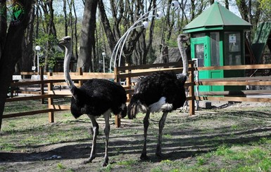 В киевский зоопарк привезли самых больших птиц в мире 