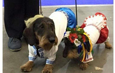 В Киеве прошла выставка собак в вышиванках